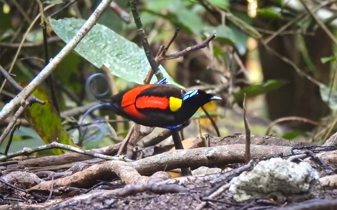 Sulawesi Birding Photography