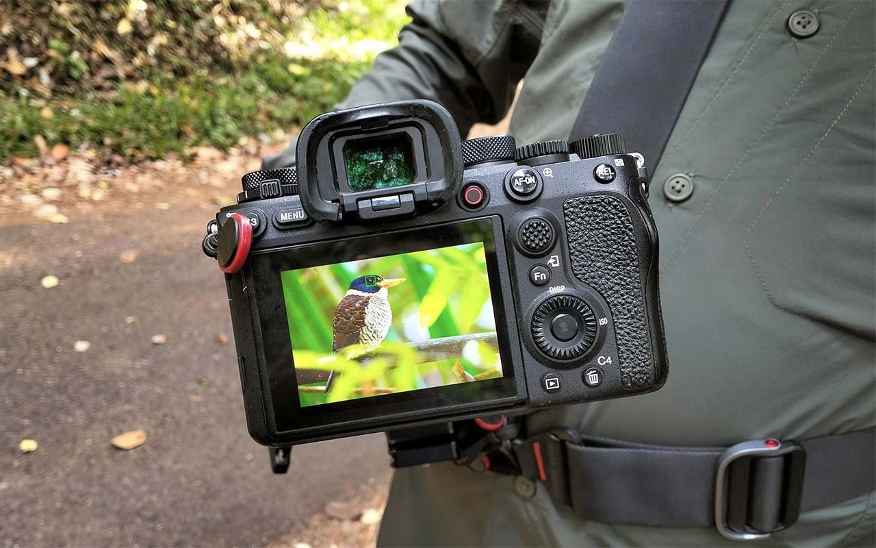 Sulawesi Birding Photography